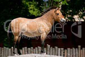 Przewalski's Horse standing on the hill