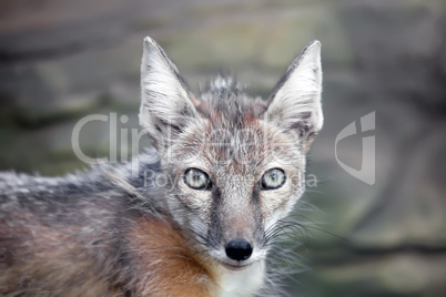 staring corsac fox