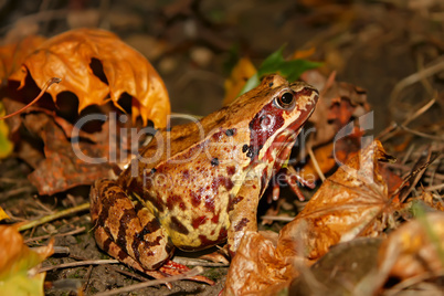 Meadows frog in the woods in autumn (I)