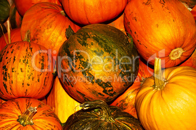 Oodles of orange and yellow ripe pumpkins