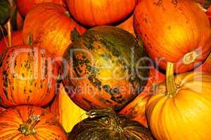 Oodles of orange and yellow ripe pumpkins