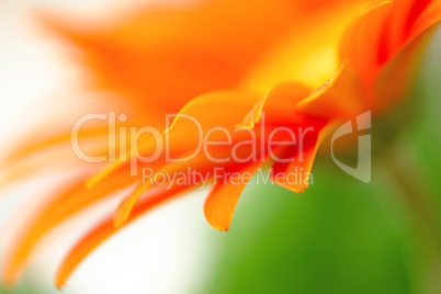 flower petals macro