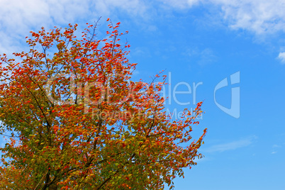 Cherry plant in autumn colors