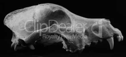 animal skull wolf dog coyote bones isolated died teeth fossil de