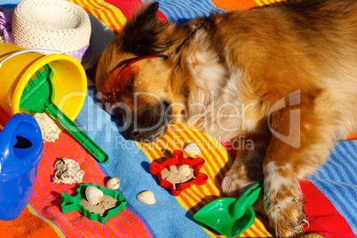 Hund in den Ferien