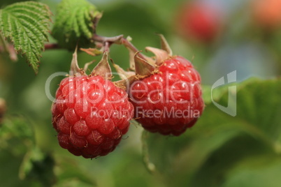 Himbeeren