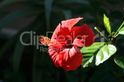 Hibiskus