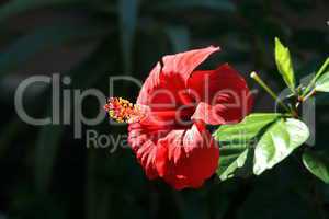 Hibiskus