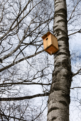 Birdhouse on the trunk of a birch