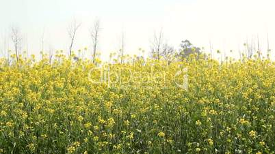 Field of mustard flowers in India