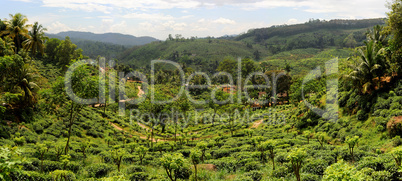 Tea plantaition
