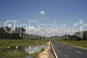 Country road in Sri Lanka