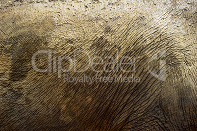 Elephant skin