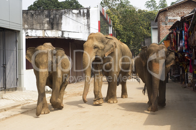Elephants on the srtreet