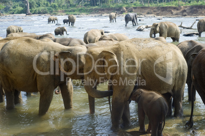 Elephants bathing