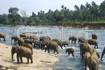 Elephants bathing