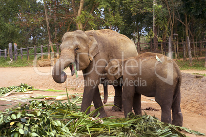 Elephant family