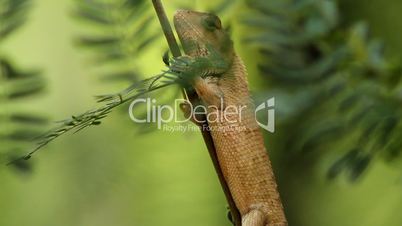 Green tree lizard