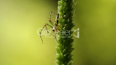 spider on a leaf