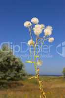 Plant with similar to ripe dandelion florets