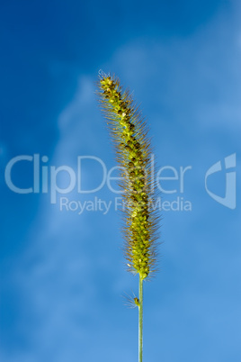 Foxtail green inflorescence closeup