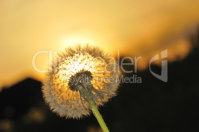 Pusteblume