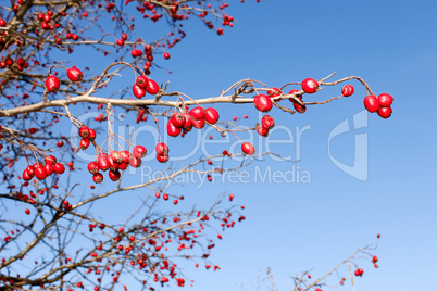 Branch with red ripe wild hawthorn