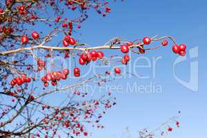 Branch with red ripe wild hawthorn