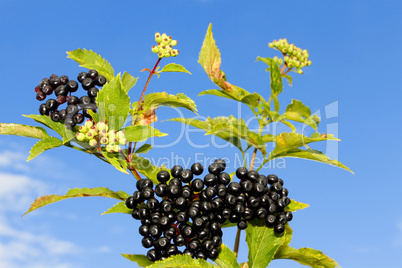 Elder branch with berries