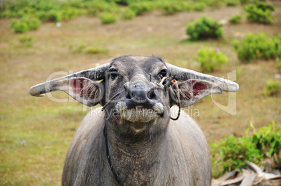Portrait of a buffalo