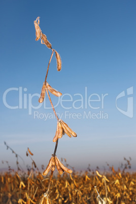 Soybean plants with mature beans