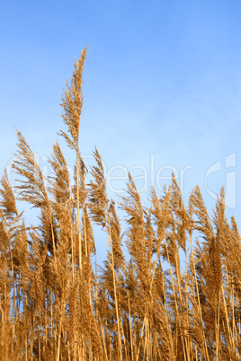 Tops dry plant cane. Vertical