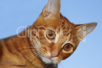 Red tabby