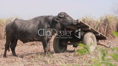 indian traditional transporte