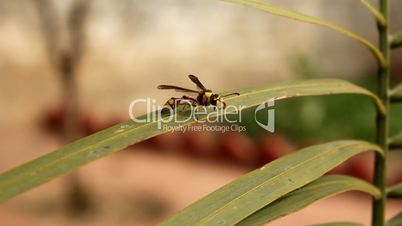 a yellow wasp on a green leaf