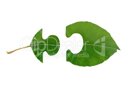 Green Leaf