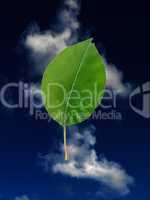 Green Leaf