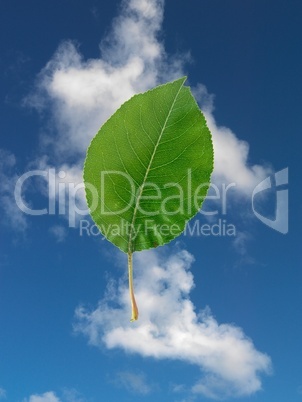 Green Leaf