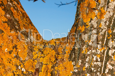Yellow lichen on the bark of old walnut tree