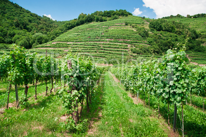 Vinery in Austria