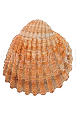 Sea conch