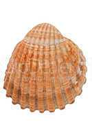 Sea conch
