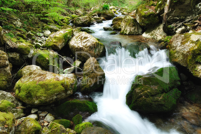 Forest waterfall