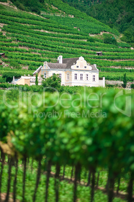 Villa in Vineyard