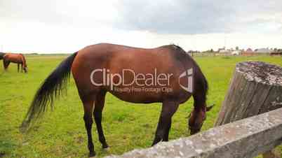 Horses in the field