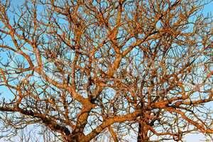 The branches of the old Walnut tree