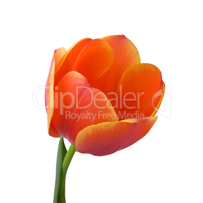 Tulip bud