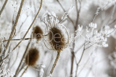 Eisblume