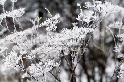 Eisblume