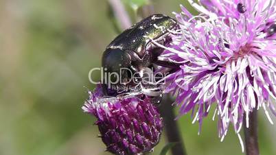 Goldglänzende Rosenkäfer - Shiny gold rose Beetle